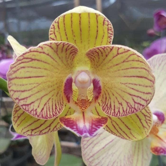 Anggrek Bulan Mini warma bunga kuning bergaris