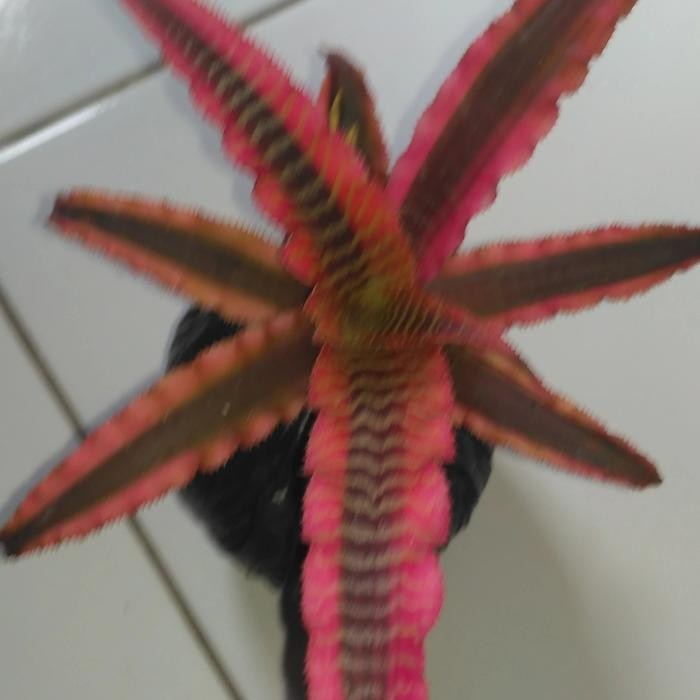 bibit tanaman hias bromelia tokek pink starlet