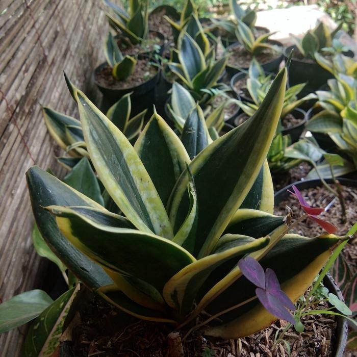 Tanaman Sansivera pagoda ukuran besar