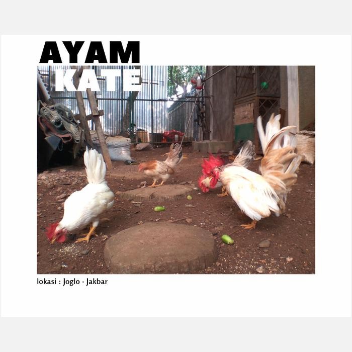 ayam kate hias