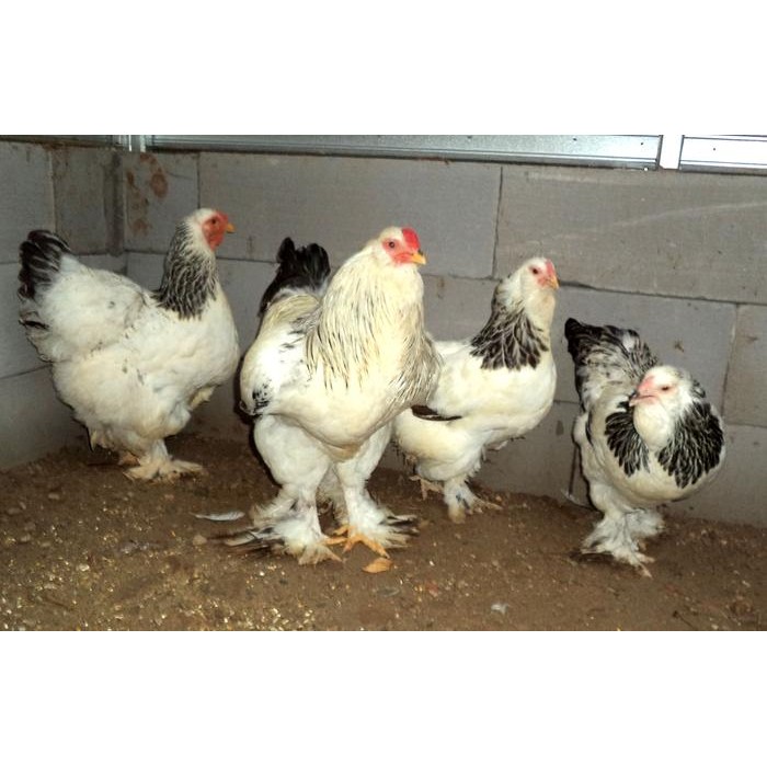 Ayam brahma light colombian usia 1 bulan up real foto & video