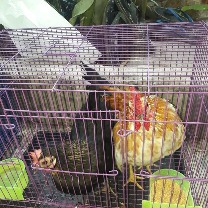 BARU- AYAM KATE CEMARI JEPANG