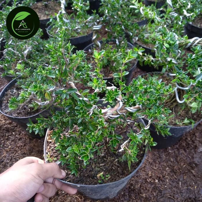 tanaman hias bonsai mini mirten - bonsai mirten