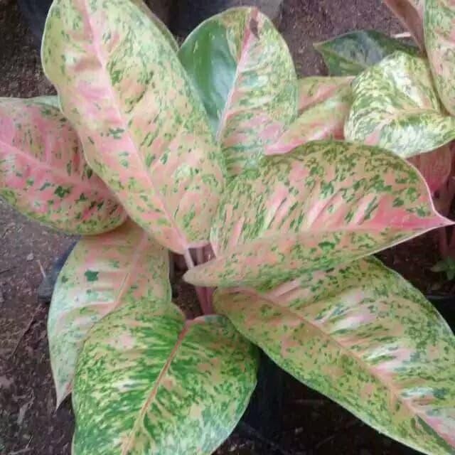 Aglonema bigroy - pohon aglonema - tanaman hias aglonema bigroy