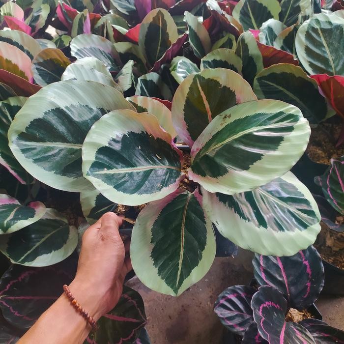 tanaman calathea Marion - calathea marion