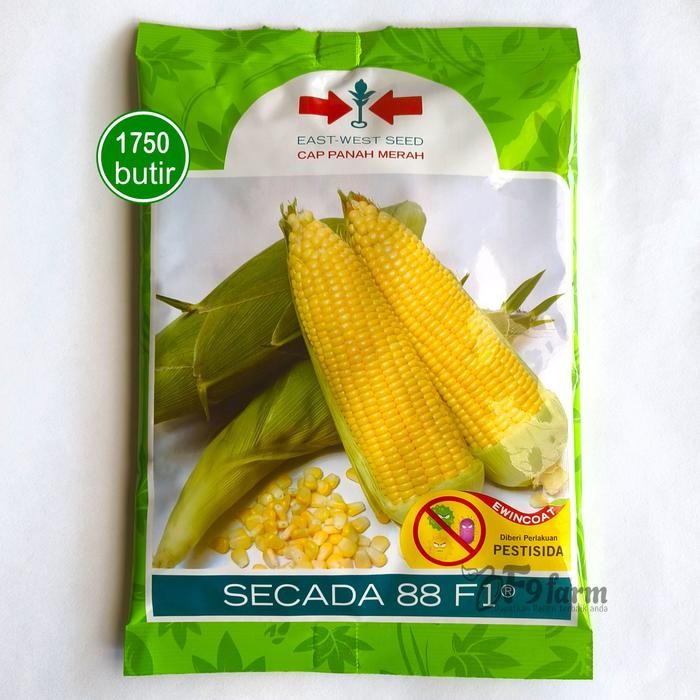 Benih Bibit Jagung Manis Secada 88 F1 1750 Butir Panah Merah