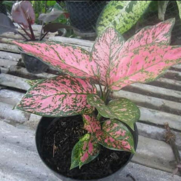 Aglonema Lady Valentine - Tanaman Hias Indoor Aglonema Lady Valentine