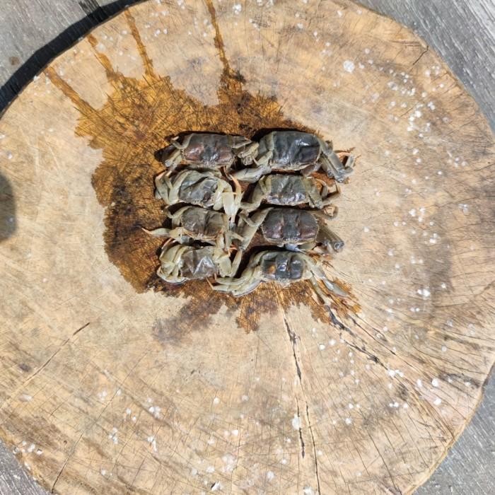 

(Expert) Jangkang 500 gr