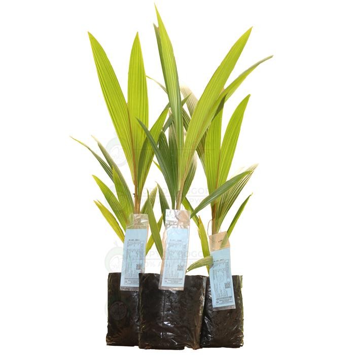 Terlaris Bibit Kopyor Kultur Jaringan 99% Kopyor Bibit Kopyor Warna Coklat