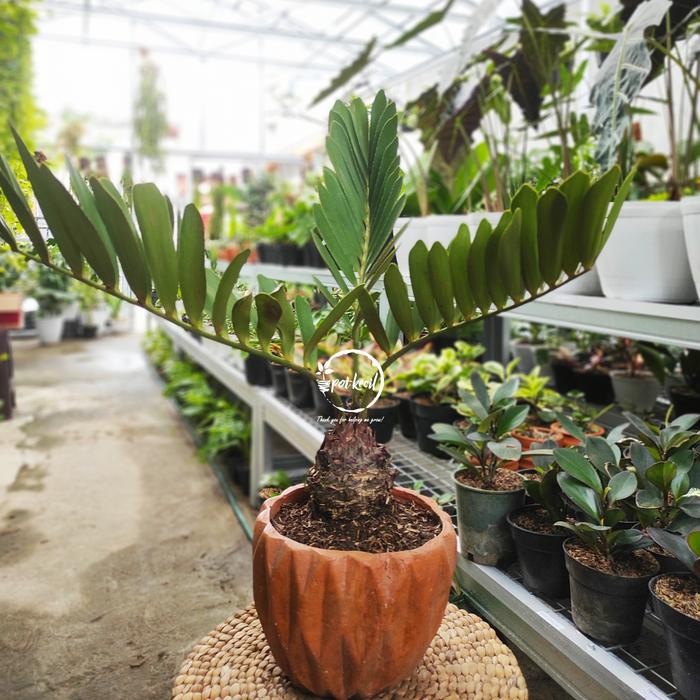 Terlaris Zamia Furfuracea / Zamia Sikas / Zamia