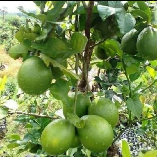 Terlaris Pohon Jeruk Nipis-Jeruk Nipis Jumbo Sudah Berbuah