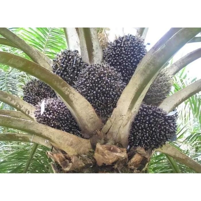 Terlaris Benih Sawit Ppks Simalungun Asli Bersertifikat Original