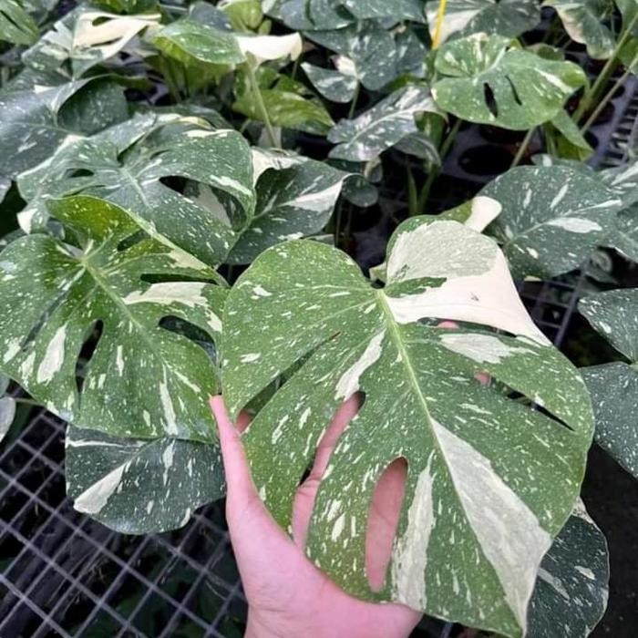 Terlaris Monthai Constellation Variegata - Monstera Thai Constellation Varigata