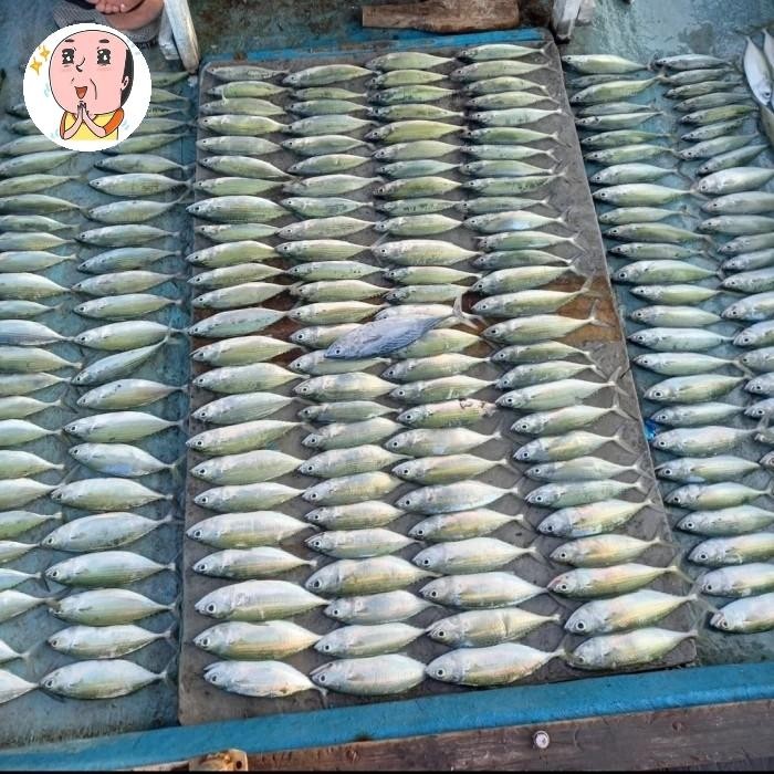 Kotrekan 9 kail benang sutra untuk ikan Kembung/Tembang/Tenggiri padi