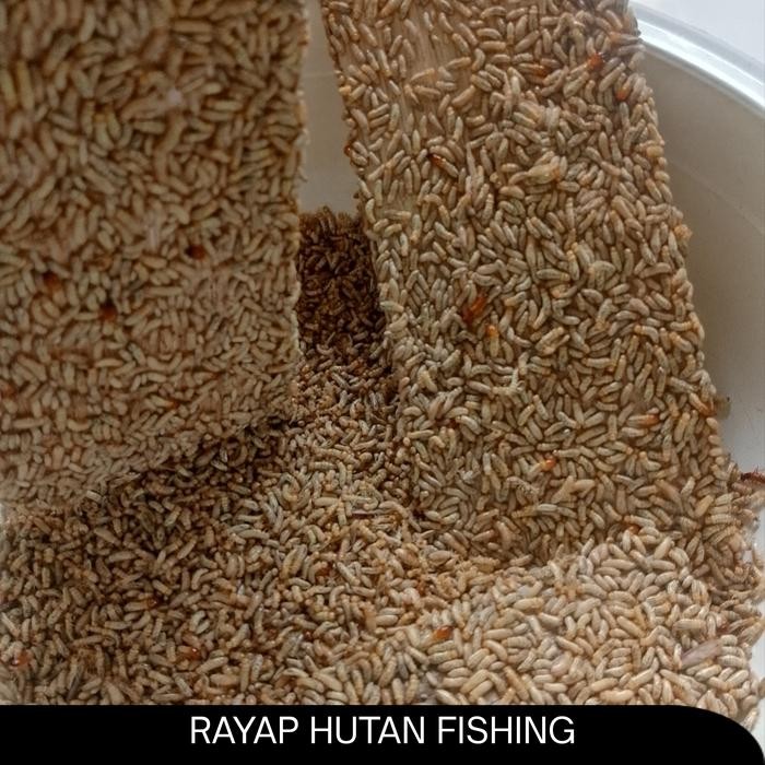 Pua/poa/laron/silaru/rayap