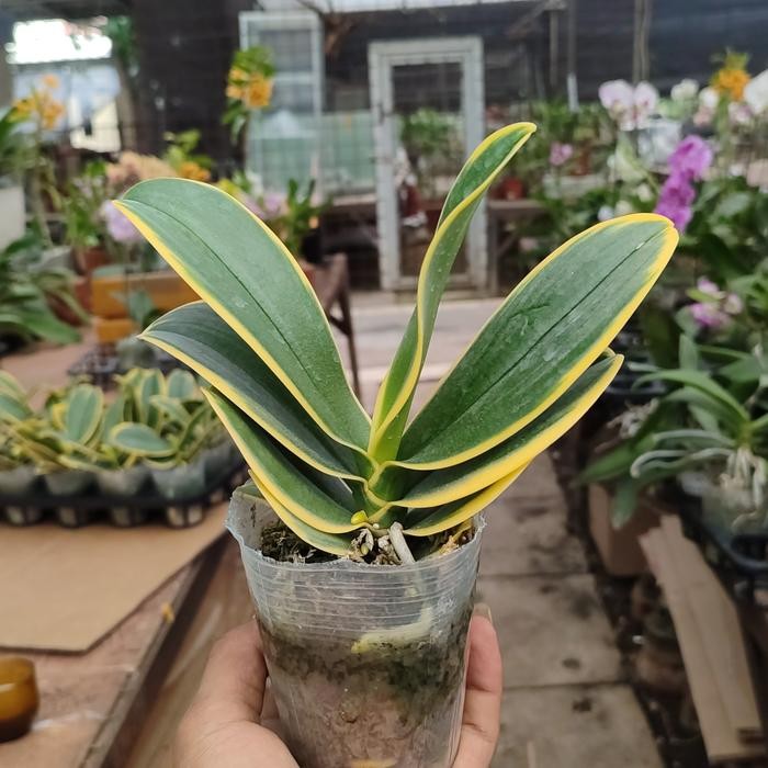 Terlaris Anggrek Bulan Variegata Siap Bunga
