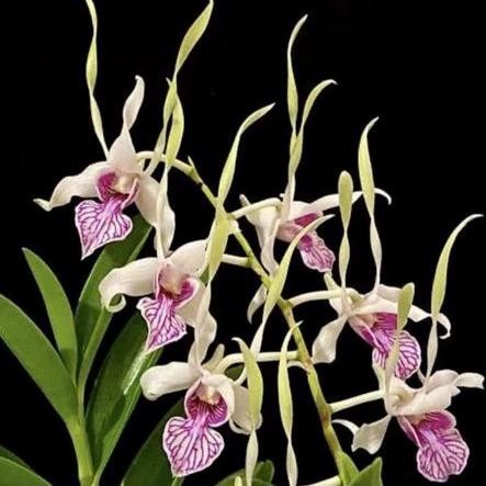 Terlaris 0Anggrek Dendrobium Keriting Stratiotes Sudah Spike