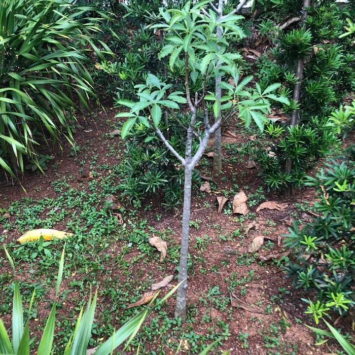 Terlaris Bibit Baobab Kaki Gajah Afrika