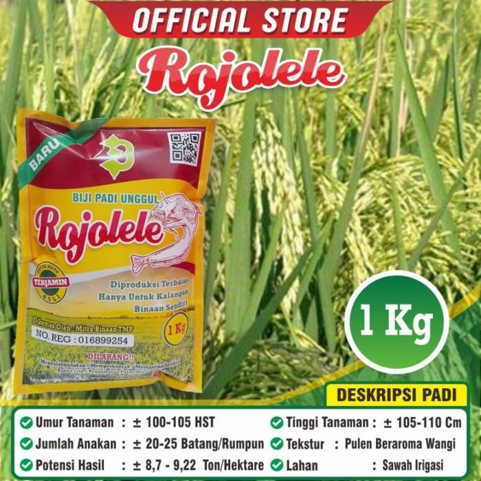 Terlaris Biji Padi Unggul Rojolele / Padi Rojolele /Rojolele / Bibit Padi