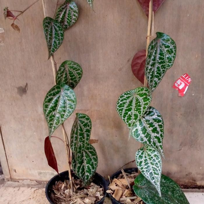 Gardening_Love Bibit Sirih Merah/Tanaman Sirih Herbal/Pohon Sirih Merah/Benih Sirih