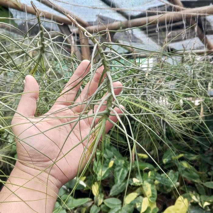 Gardening_Love Tanaman Hias Tillandsia Schiedeana Minor Jumbo