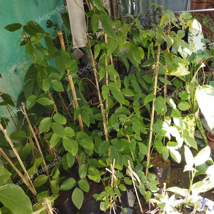 Gardening_Love Flame Of Irian & Bibit Tnaman Flame Of Irian