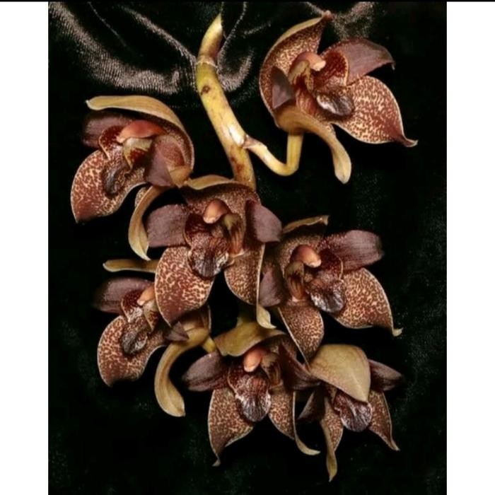 Gardening_Love Anggrek Remaja Grammatophyllum/Anggrek Macan