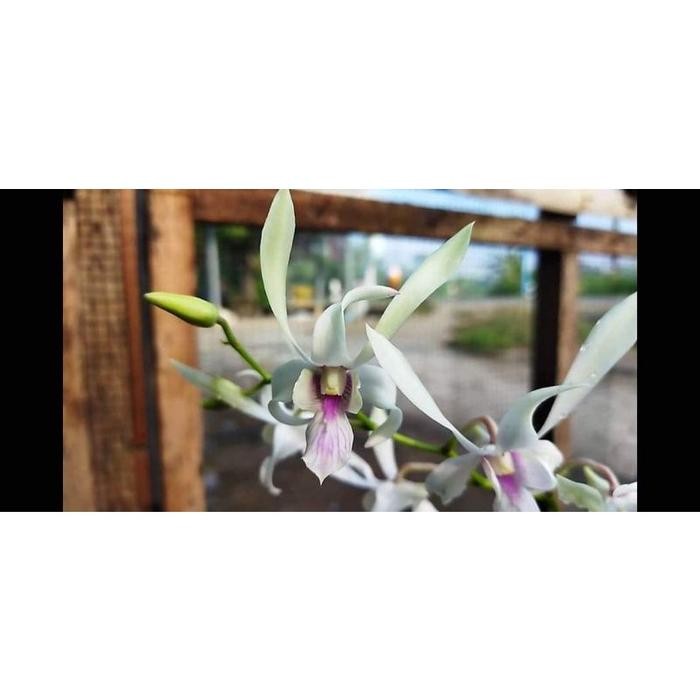 Terlaris Anggrek Keki Dendrobium Capung Kapuas/ Langkah