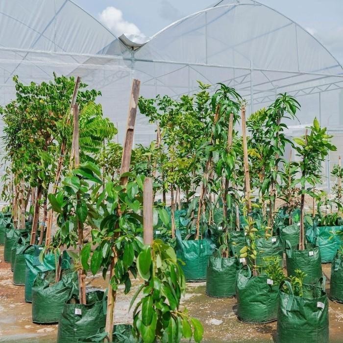 Terang Tani Planter Bag 50 75 100 Liter Easy Grow Planterbag Pot Tanaman Premium