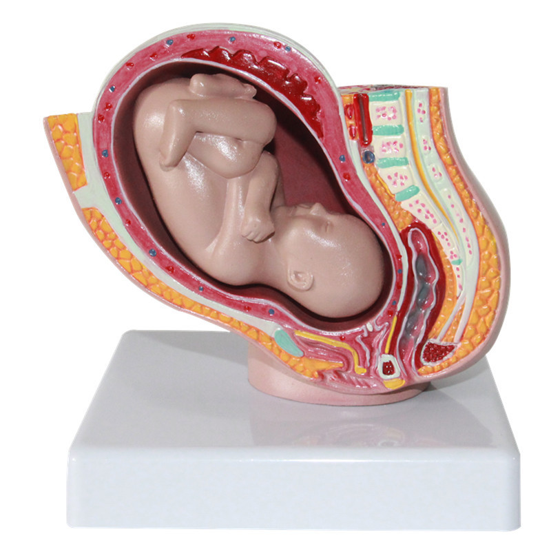 New Detachable Female Pelvic Fetal Model Nine Months of Pregnancy The Fetus Uterine Embryo Developme