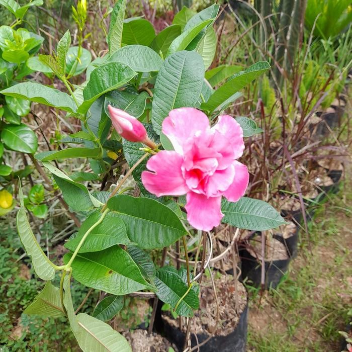 tanaman rambat alamanda merah