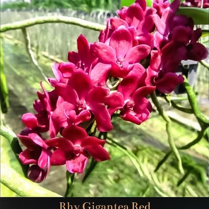 Terlaris Anggrek Vanda Gigantea Merah Rhynchostylis Gigantea Red