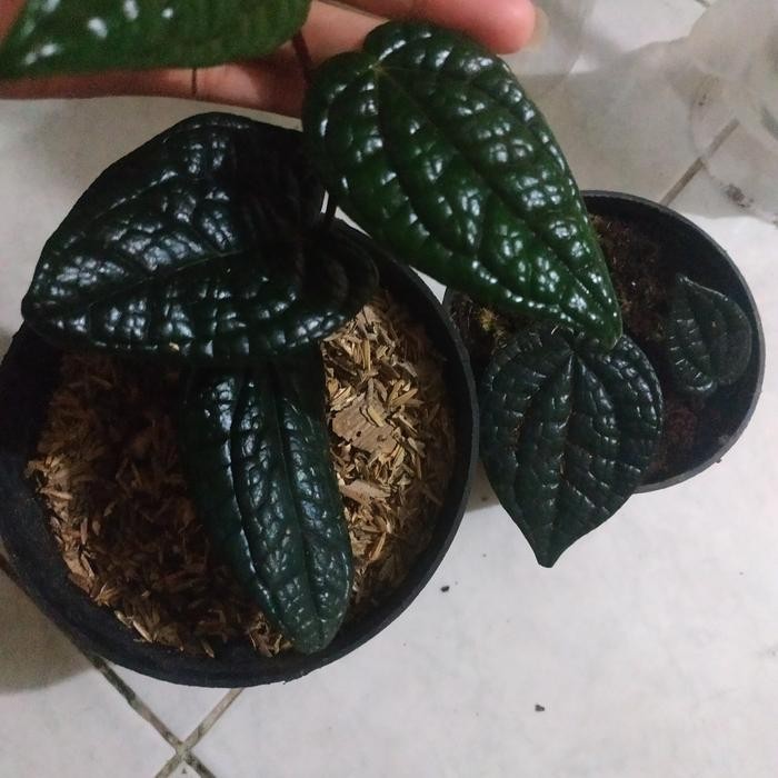 Terlaris Promo Paket 2 Pot Tanaman Sirih Hitam Asli Langka