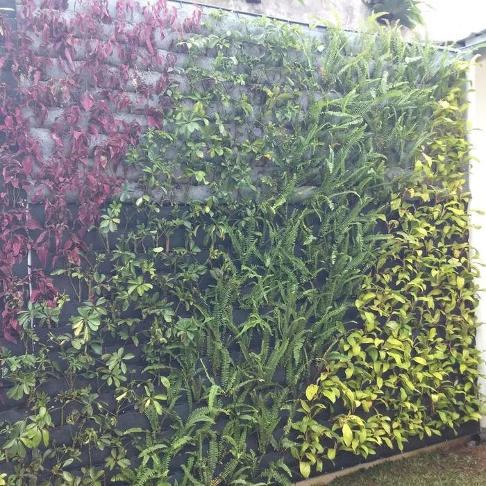 Terlaris 20 Jenis Tanaman Vertikal Tanaman Hias Untuk Vertikal 20 Jenis Tanaman