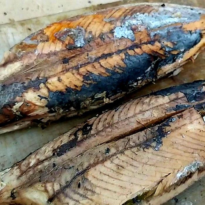 

Tongkol cuek/tongkol kukus harga/paket isi 10 potong Rp.25.000