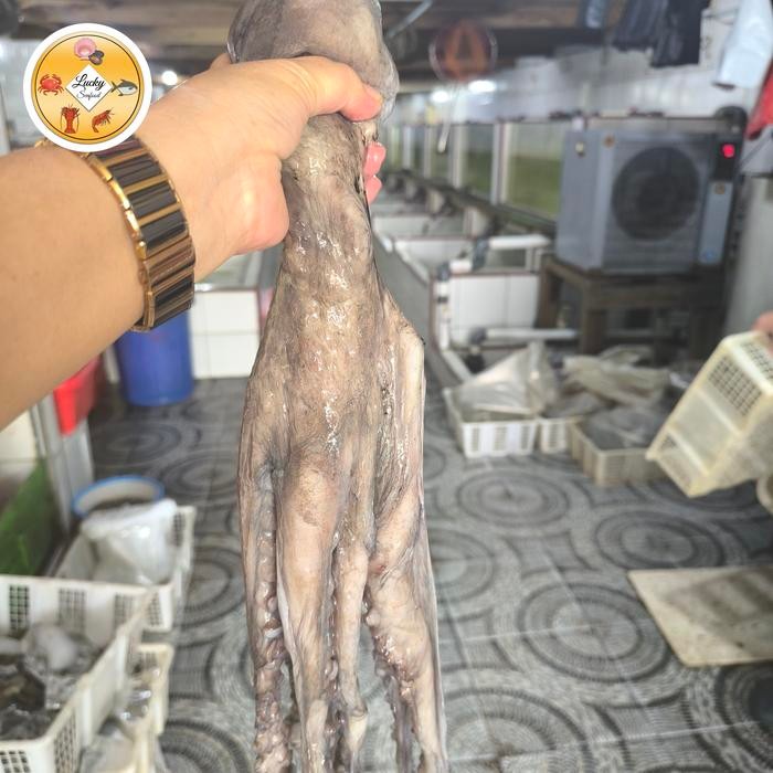 

gurita besar frozen size 1kg-1.7kg per ekor