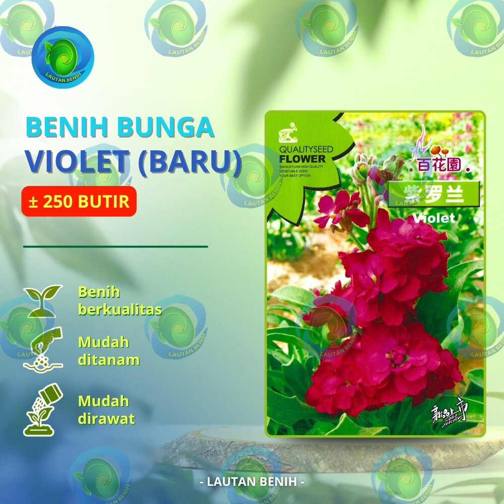 ± 250 BUTIR BENIH BUNGA VIOLET AFRIKA MERAH / RED AFRICAN VIOLETS KEMASAN PABRIK IMPORT