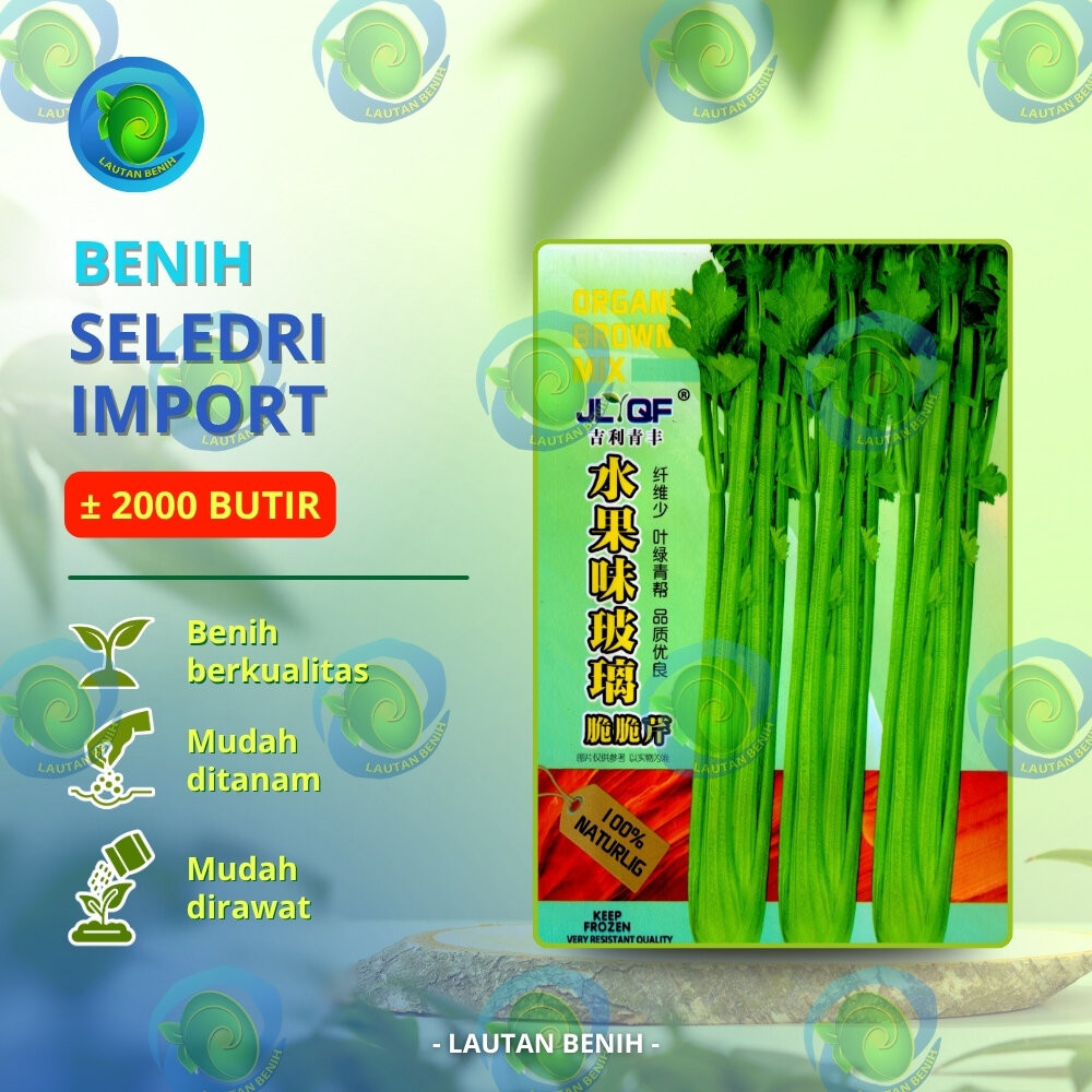 ± 2000 BUTIR BENIH SELEDRI IMPORT KEMASAN PABRIK IMPORT