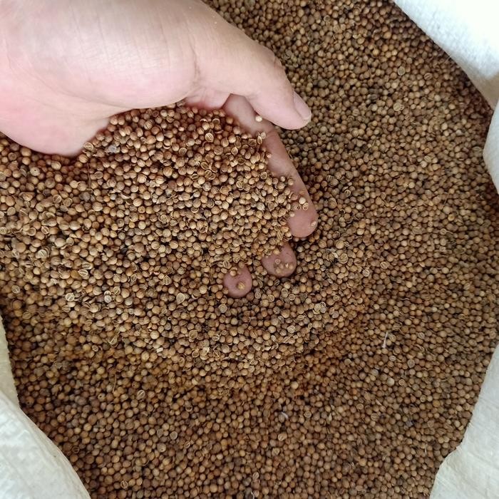 

New Ketumbar Hitam Murni Premium 1 KG Kilo Sangat Wangi Asli!!