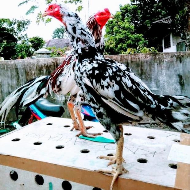 anak ayam bangkok super blorok madu/ur 1bulan
