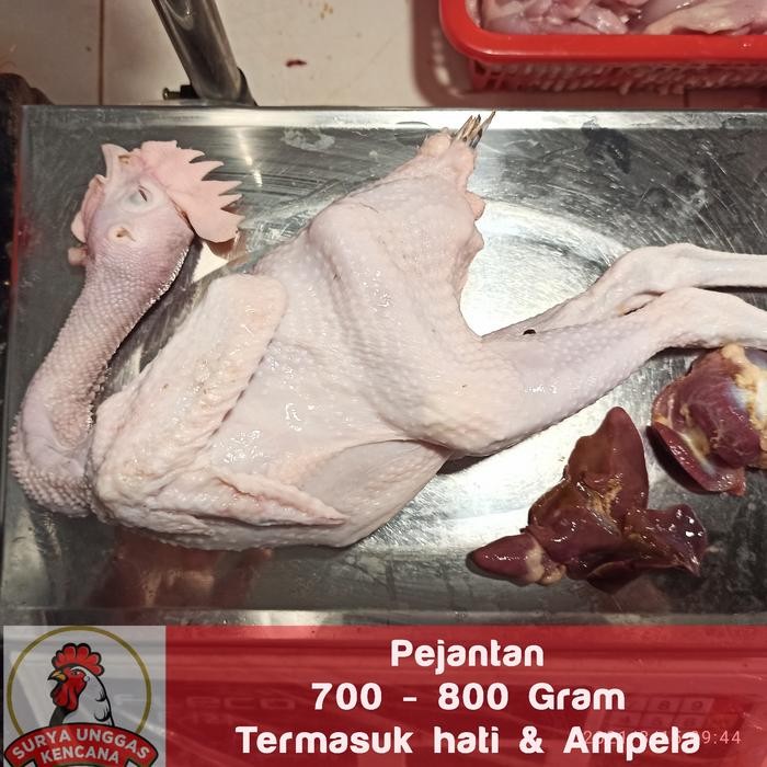 

Ayam Pejantan/blaster BESAR 700-800gram, Cocok untuk Bumbu kunin