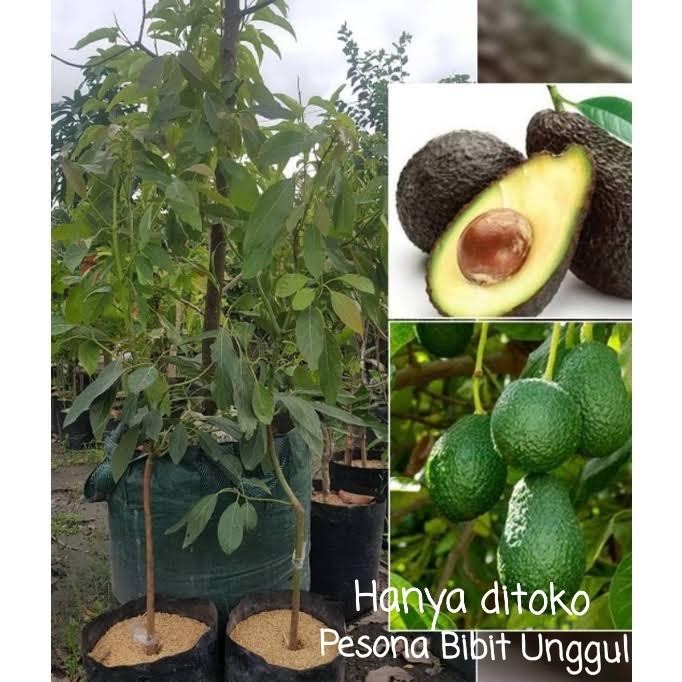 Bibit Alpukat Hass Tinggi 1 Meter Bibit Alpukat Hass Unggul Genjah