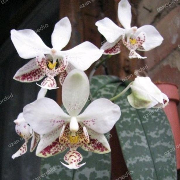 phalaenopsis stuartiana