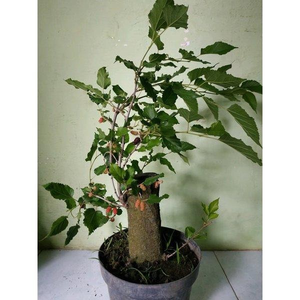 Bibit Murbei JUMBO Batang Besar Sudah BERBUAH