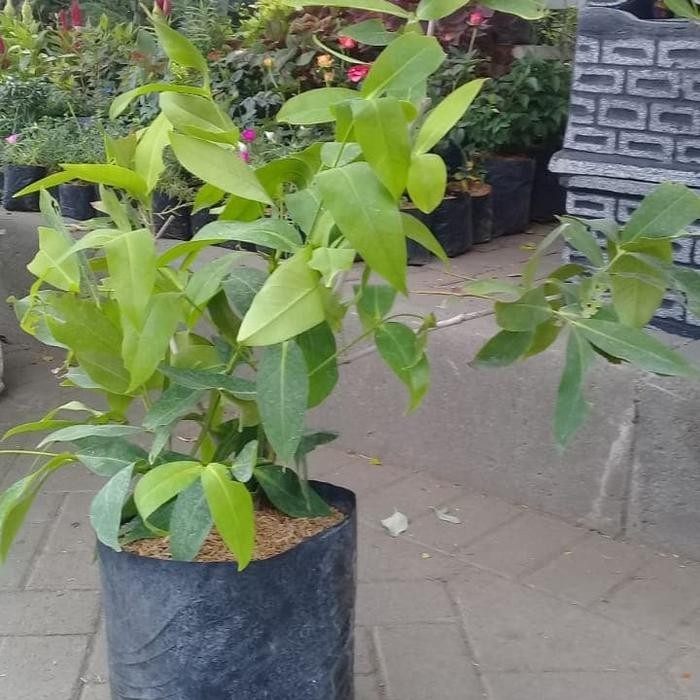 bibit cangkok siap berbuah jambu air madu deli