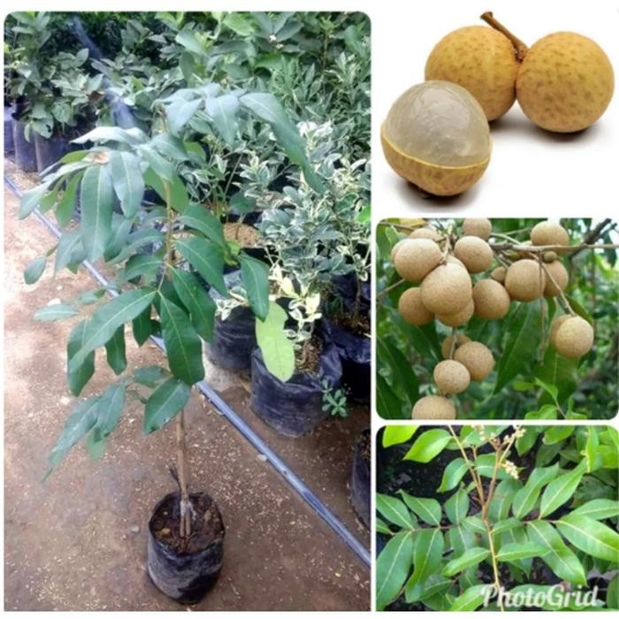 BIBIT KELENGKENG DIAMOND RIVER kondisi berbunga