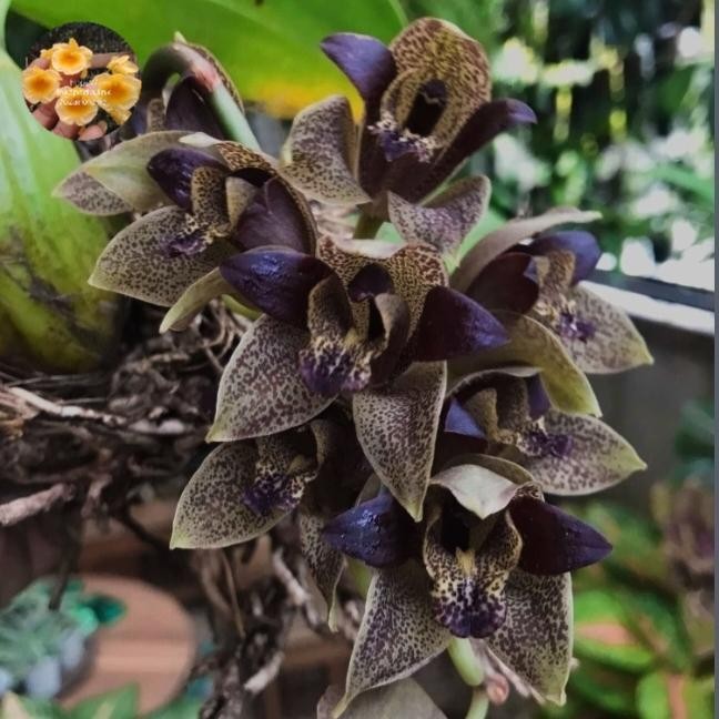 gramma stapelliflorum