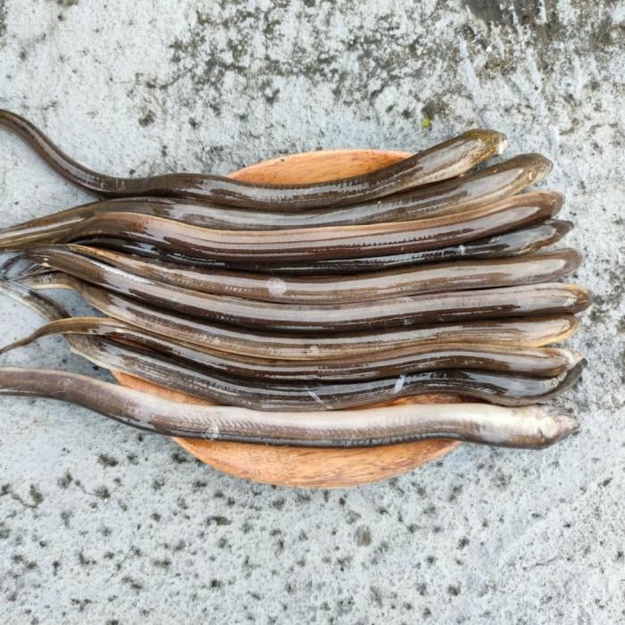 (Allthebest) belut sawah segar 1kg