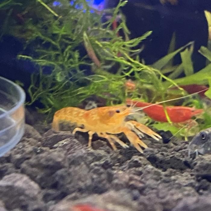 (Allthebest) Mini dwarf mexico lobster / dwarf crayfish