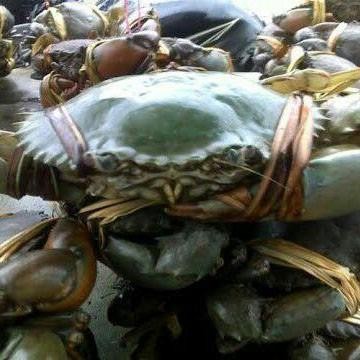 (Allthebest) kepiting hidup segar fresh daging padat berkualitas asli